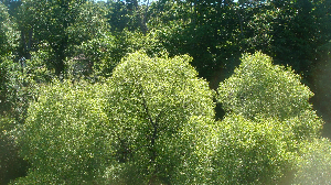 SPRING TIME TREE TOPS